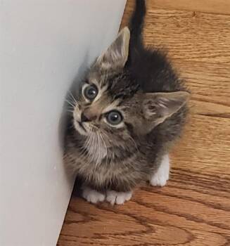 PACHA -  Domestic Short Hair Cat for Adoption in Omaha, Nebraska - PACHA | PetCurious