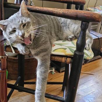 Fitufino -  Domestic Short Hair Cat for Adoption in Westhampton, New York - Fitufino | PetCurious