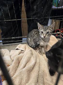 VOGUE -  Domestic Short Hair Cat for Adoption in Casper, Wyoming - VOGUE | PetCurious