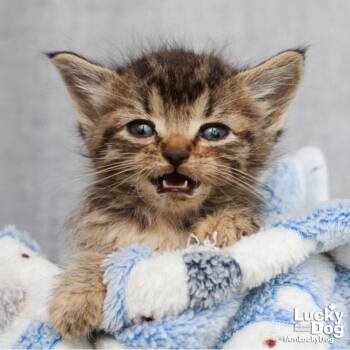 Domestic Short Hair Cats Available for Adoption in Washington, District Of Columbia - Granola | PetCurious