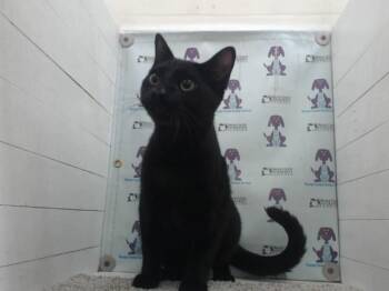 Domestic Short Hair Cats Available for Adoption in Orlando, Florida - SWEET CHEEKS | PetCurious