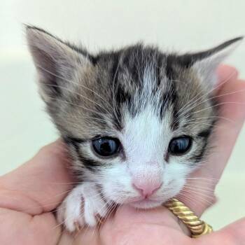 Domestic Short Hair Cats Available for Adoption in Meridian, Idaho - Boy1 | PetCurious