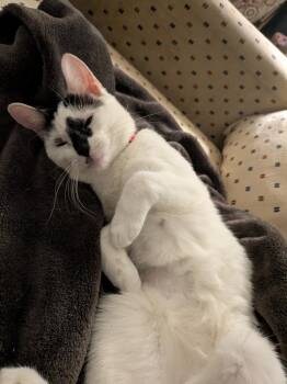 Domestic Short Hair Cats Available for Adoption in Minneapolis, Minnesota - Avenue | PetCurious