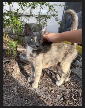 Miss Tropicana -  Domestic Short Hair and Dilute Tortoiseshell Cat for Adoption in Boca Raton, Florida - Miss Tropicana | PetCurious