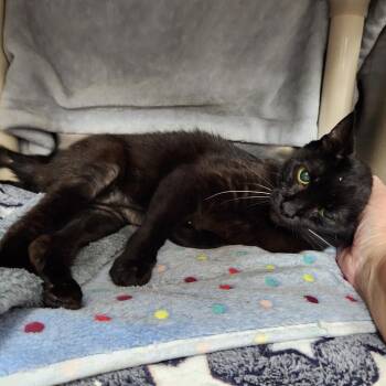 Pretty Girl -  Domestic Short Hair and Mixed Breed Cat for Adoption in Walker, Michigan - Pretty Girl | PetCurious