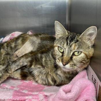 Snow White -  Domestic Short Hair Cat for Adoption in Roanoke, Virginia - Snow White | PetCurious