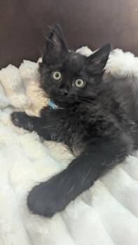 Domestic Long Hair Cats Available for Adoption in Calimesa, California - T