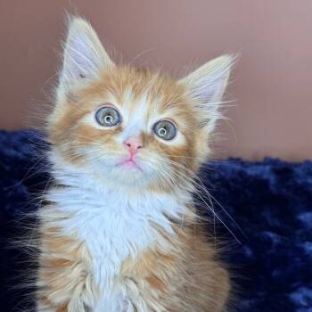 Rescue Domestic Medium Hair Cats for Adoption in San Antonio, Texas - Heidi Klum | PetCurious