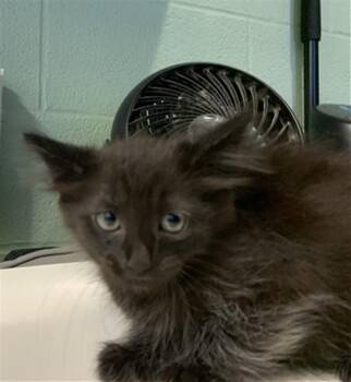 Domestic Medium Hair and Domestic Short Hair Cats Available for Adoption in Grand Prairie, Texas - ROSEMARY | PetCurious