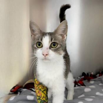Toothpick -  Domestic Short Hair Cat for Adoption in State College, Pennsylvania - Toothpick | PetCurious