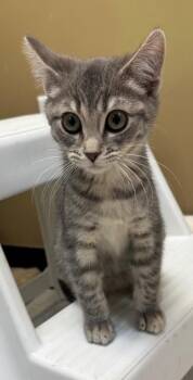 Domestic Short Hair Cats Available for Adoption - Rockette | PetCurious