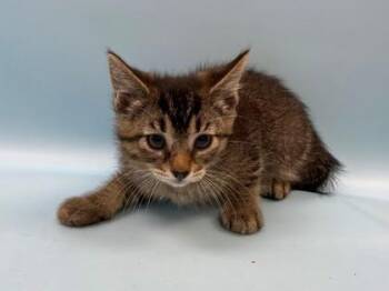 Jack Jack -  Domestic Short Hair Cat for Adoption in Woodbury, Minnesota - Jack Jack | PetCurious
