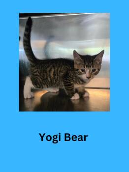 Yogi Bear -  Domestic Short Hair Cat Available for Adoption in Ravenna, Ohio - Yogi Bear | PetCurious