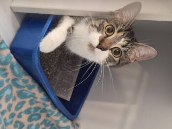 Rescue Domestic Short Hair Cats for Adoption in Blue Springs, Missouri - Neptune | PetCurious