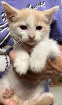 Turvey -  Domestic Short Hair Cat for Adoption in Saint Clairsville, Ohio - Turvey | PetCurious