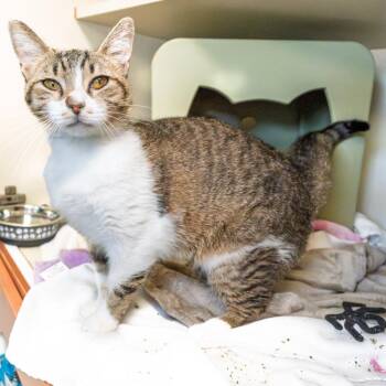 Jessie -  American Shorthair Cat for Adoption in South Elgin, Illinois - Jessie | PetCurious