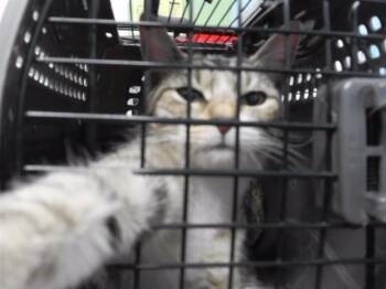 Domestic Short Hair Cats Available for Adoption in Omaha, Nebraska - SELFIE STICK | PetCurious