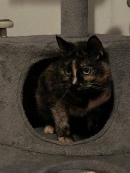 RUBY BISCUITS -  Domestic Short Hair Cat for Adoption in Kent, Washington - RUBY BISCUITS | PetCurious
