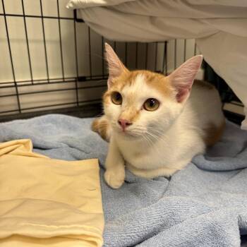 Crown Royal -  Domestic Short Hair Cat for Adoption in Freeport, Florida - Crown Royal | PetCurious