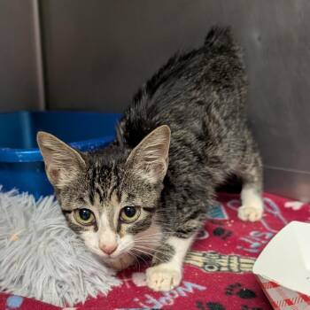 Strawberry Daiquiri -  Domestic Short Hair Cat for Adoption in Titusville, Florida - Strawberry Daiquiri | PetCurious