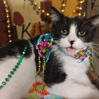 Domestic Short Hair Cats Available for Adoption - Zola 5.5lbs F Wh/blk House Trained/hooded Litter Box/good All Ag | PetCurious