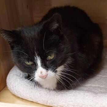 Domestic Short Hair Cats Available for Adoption in Dayton, Ohio - Oreo | PetCurious