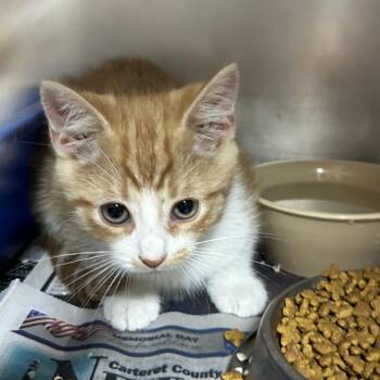 Timon -  Domestic Short Hair Cat Available for Adoption in Newport, North Carolina - Timon | PetCurious