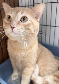 Newcee -  Domestic Short Hair Cat for Adoption in Estes Park, Colorado - Newcee | PetCurious