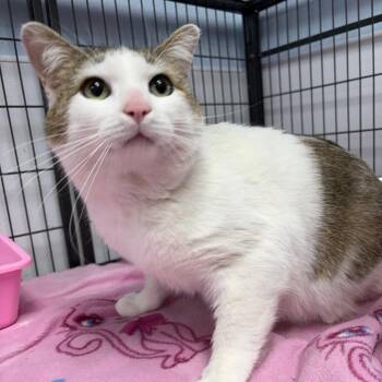 Buster -  Domestic Short Hair Cat for Adoption in Crookston, Minnesota - Buster | PetCurious