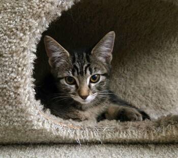 Keats -  Domestic Short Hair and Tabby Cat for Adoption in Campbell, California - Keats | PetCurious