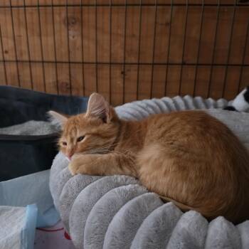 Butterscotch -  Domestic Short Hair Cat for Adoption in Springfield, Oregon - Butterscotch | PetCurious
