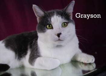 Rescue Tabby Cats for Adoption in York, Nebraska - Greyson | PetCurious