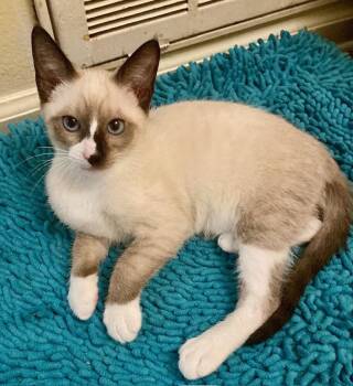 Bosco -  Snowshoe and Domestic Short Hair Cat for Adoption in Little Rock, Arkansas - Bosco | PetCurious