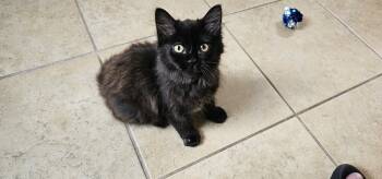 Rescue Domestic Long Hair Cats for Adoption in Powder Springs, Georgia - Cincinnati | PetCurious