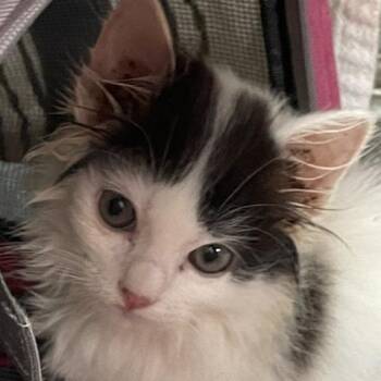 Snowflake in Stevensville, MD -  Domestic Short Hair Cat for Adoption - Snowflake In Stevensville, MD | PetCurious