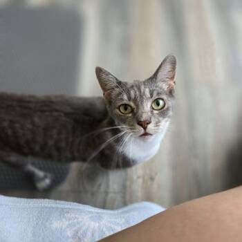 Ladybug -  Domestic Short Hair Cat for Adoption in Royal Oak, Michigan - Ladybug | PetCurious
