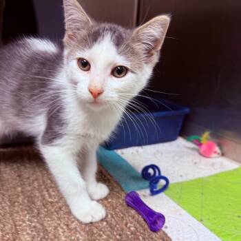 Fred -  Domestic Short Hair Cat for Adoption - Fred | PetCurious