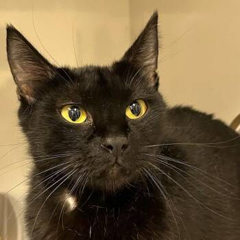 Lunala (queen) -  Domestic Short Hair Cat Available for Adoption in Redwood City, California - Lunala (queen) | PetCurious