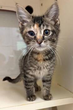 CYLDE -  Domestic Short Hair Cat for Adoption in Louisville, Kentucky - CYLDE | PetCurious