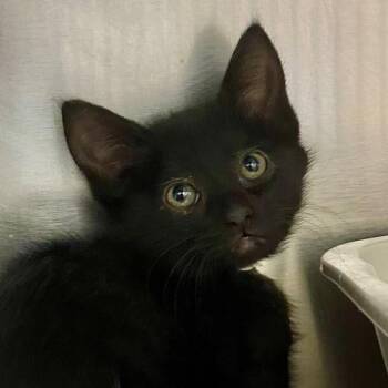 Woof -  Domestic Short Hair Cat for Adoption in Walnut Creek, California - Woof | PetCurious