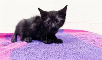 FRED HAMPTON -  Domestic Short Hair Cat for Adoption in Brentwood, Missouri - FRED HAMPTON | PetCurious
