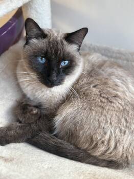 Rescue Siamese Cats for Adoption in Scottsdale, Arizona - Hudson | PetCurious
