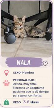 Nala -  Domestic Short Hair Cat for Adoption in Naranjito, Naranjito - Nala | PetCurious