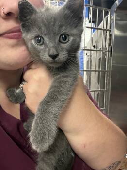 Cash -  Domestic Short Hair and Russian Blue Cat for Adoption in Greensboro, North Carolina - Cash | PetCurious