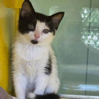 Arctic -  Domestic Short Hair Cat for Adoption in Abilene, Texas - Arctic | PetCurious
