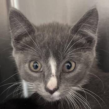 Domestic Short Hair Cats Available for Adoption in Gloucester, Virginia - Scout | PetCurious