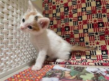 Domestic Short Hair Cats Available for Adoption - FALL | PetCurious
