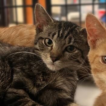 In My Restless Dreams -  Domestic Short Hair Cat for Adoption in Davenport, Iowa - In My Restless Dreams | PetCurious