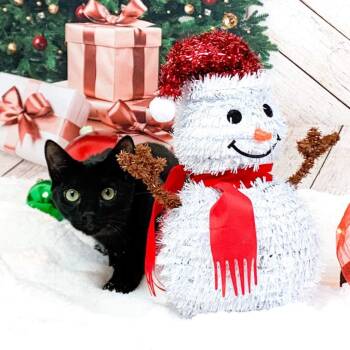 Antman & Wasp -  Domestic Short Hair Cat for Adoption in Suisun City, California - Antman & Wasp | PetCurious