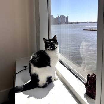 Rescue Domestic Short Hair Cats for Adoption in New York, New York - Cowbelle | PetCurious